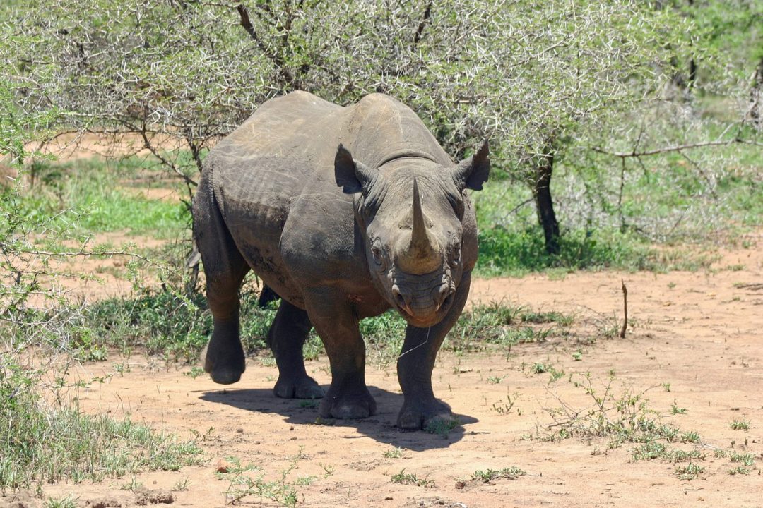 west african black rhinoceros common name